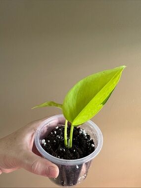 Neon Green Pothos Variegated- Rooted